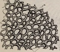 An illustration from The microscope and its revelations (1891)