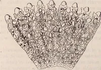 An illustration from The microscope and its revelations (1891)