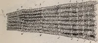 An illustration from The microscope and its revelations (1891)