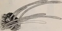 An illustration from The microscope and its revelations (1891)