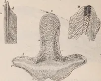 An illustration from The microscope and its revelations (1891)