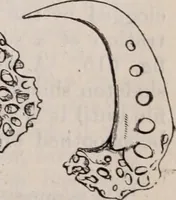 An illustration from The microscope and its revelations (1891)