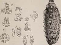 An illustration from The microscope and its revelations (1891)