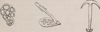 An illustration from The microscope and its revelations (1891)