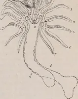 An illustration from The microscope and its revelations (1891)