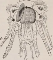 An illustration from The microscope and its revelations (1891)