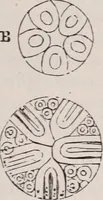 An illustration from The microscope and its revelations (1891)