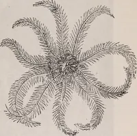An illustration from The microscope and its revelations (1891)