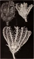 An illustration from The microscope and its revelations (1891)