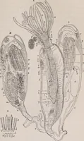 An illustration from The microscope and its revelations (1891)