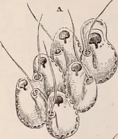 An illustration from The microscope and its revelations (1891)