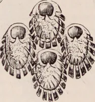 An illustration from The microscope and its revelations (1891)