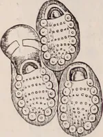 An illustration from The microscope and its revelations (1891)