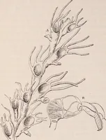 An illustration from The microscope and its revelations (1891)