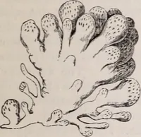 An illustration from The microscope and its revelations (1891)
