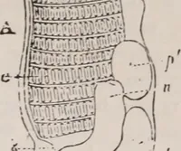 An illustration from The microscope and its revelations (1891)