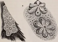 An illustration from The microscope and its revelations (1891)