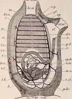 An illustration from The microscope and its revelations (1891)