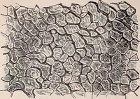 An illustration from The microscope and its revelations (1891)