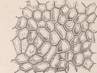 An illustration from The microscope and its revelations (1891)