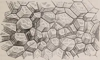 An illustration from The microscope and its revelations (1891)