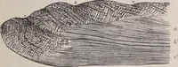 An illustration from The microscope and its revelations (1891)