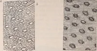 An illustration from The microscope and its revelations (1891)