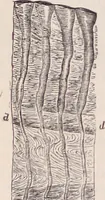 An illustration from The microscope and its revelations (1891)