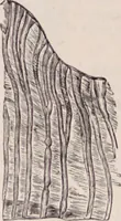 An illustration from The microscope and its revelations (1891)