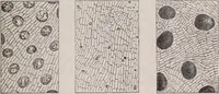 An illustration from The microscope and its revelations (1891)