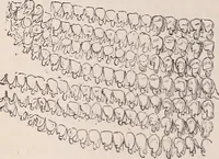 An illustration from The microscope and its revelations (1891)