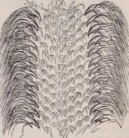 An illustration from The microscope and its revelations (1891)