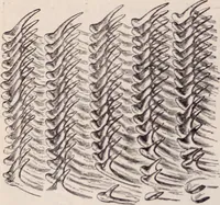 An illustration from The microscope and its revelations (1891)