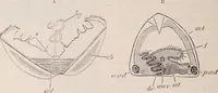 An illustration from The microscope and its revelations (1891)