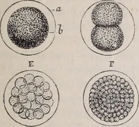 An illustration from The microscope and its revelations (1891)