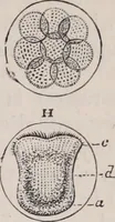 An illustration from The microscope and its revelations (1891)