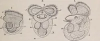 An illustration from The microscope and its revelations (1891)
