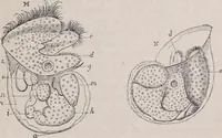 An illustration from The microscope and its revelations (1891)