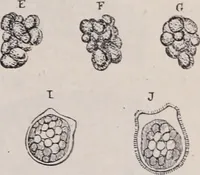 An illustration from The microscope and its revelations (1891)