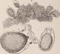 An illustration from The microscope and its revelations (1891)