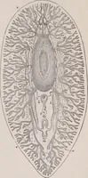 An illustration from The microscope and its revelations (1891)