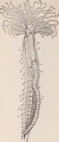 An illustration from The microscope and its revelations (1891)