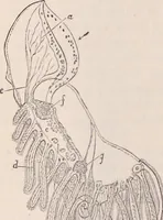 An illustration from The microscope and its revelations (1891)