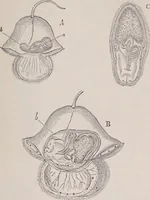 An illustration from The microscope and its revelations (1891)