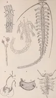 An illustration from The microscope and its revelations (1891)