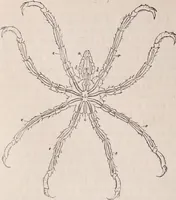 An illustration from The microscope and its revelations (1891)