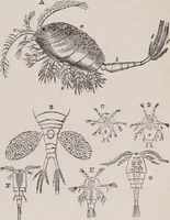 An illustration from The microscope and its revelations (1891)