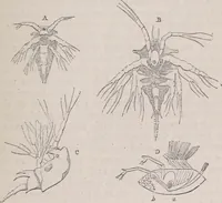 An illustration from The microscope and its revelations (1891)