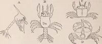 An illustration from The microscope and its revelations (1891)