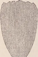 An illustration from The microscope and its revelations (1891)